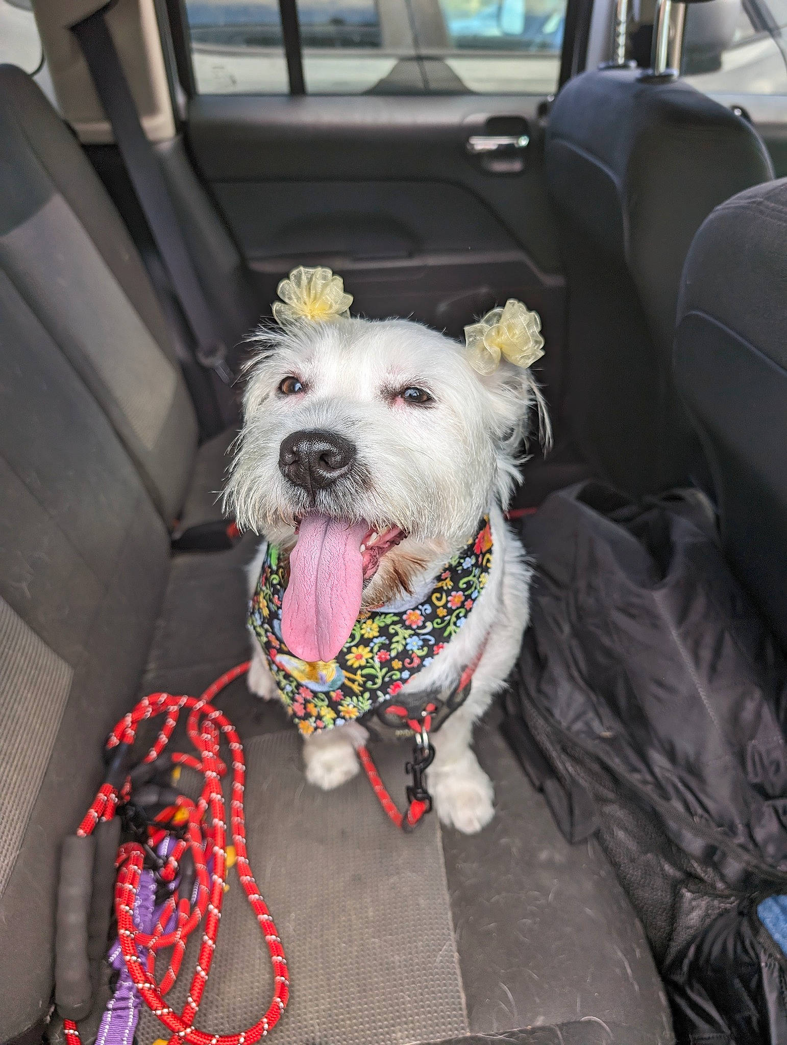Lucy Lu is registered to the contest to win money with this photo: car, car_seat, car_seat_cover, carnivore, collar, companion_dog, dog, dog_breed, dog_clothes, dog_collar, dog_supply, family_car, fashion_accessory, leash, motor_vehicle, schnauzer, terrier, toy_dog, vehicle, working_animal