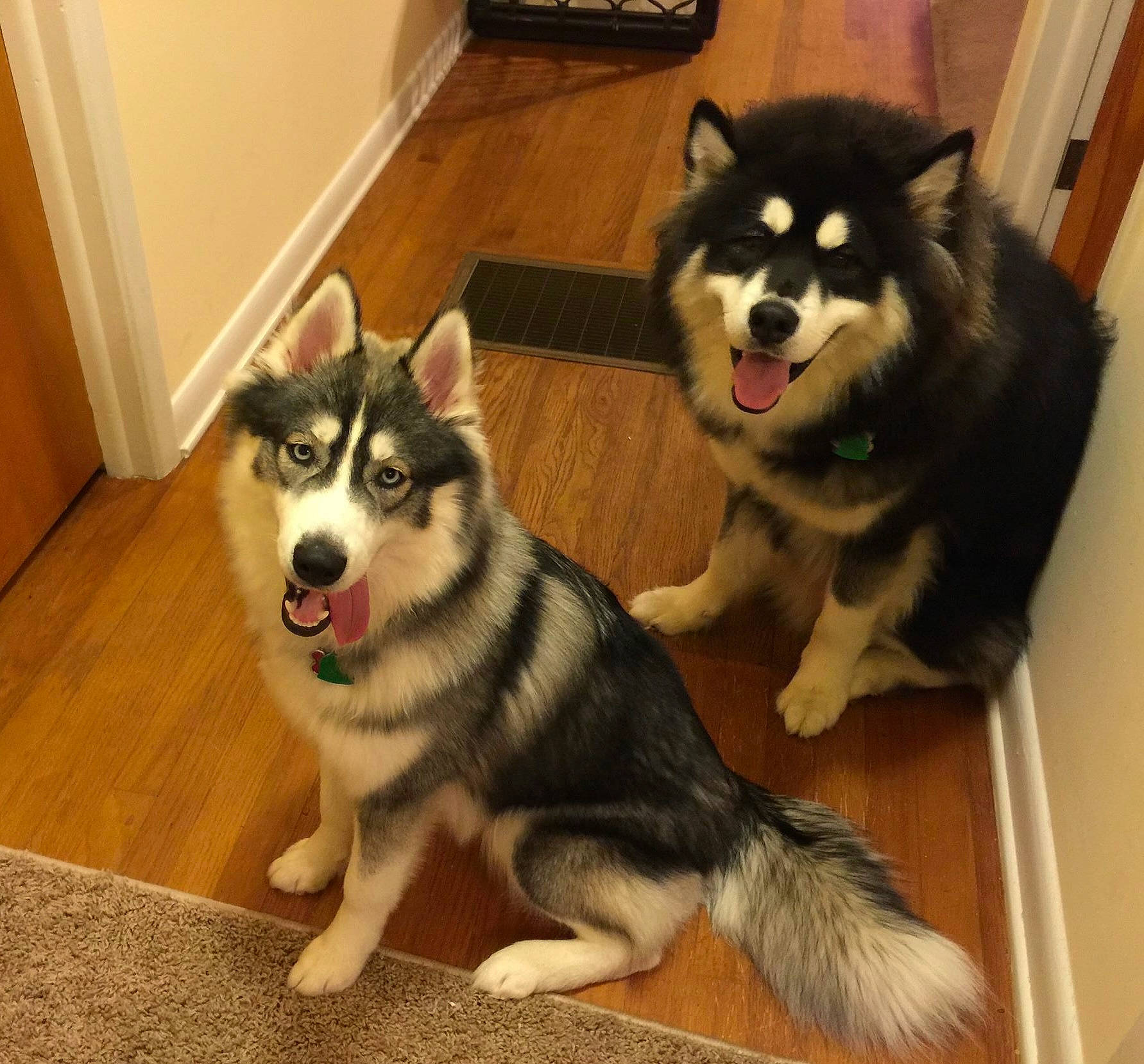 Diesel is registered to the contest to win money with this photo: ancient_dog_breeds, canidae, canis, carnivore, companion_dog, dog, dog_breed, door, flooring, fur, non_sporting_group, siberian_husky, sled_dog, snout, sporting_group, working_animal, working_dog