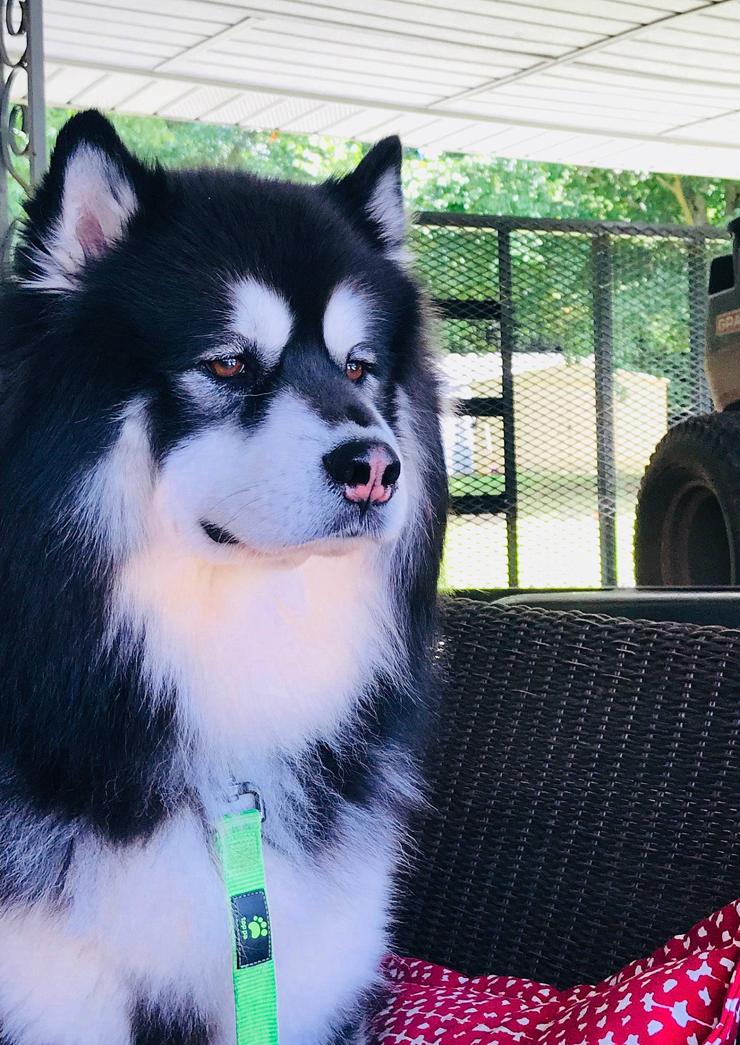 Diesel joined the competition — help win amazing prizes! canidae, carnivore, collar, companion_dog, dog, dog_breed, fur, hat, mesh, non_sporting_group, sled_dog, snout, sporting_group, tree, whiskers, working_animal, working_dog