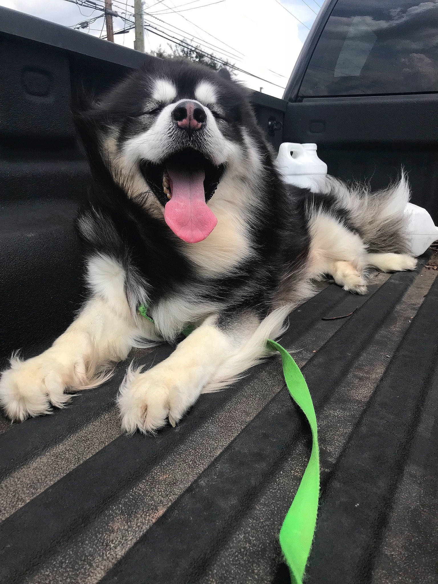 Diesel is registered to the contest to win money with this photo: canidae, carnivore, collar, companion_dog, dog, dog_breed, dog_collar, fang, flooring, foot, fur, happy, herding_dog, metal, paw, sky, snout, sporting_group, tail, whiskers