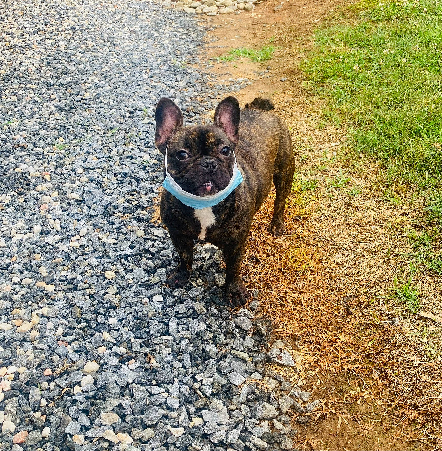 Reese is registered to the contest to win money with this photo: boston_terrier, bulldog, canidae, carnivore, companion_dog, dog, dog_breed, electric_blue, fawn, french_bulldog, grass, molosser, road_surface, snout, soil, sporting_group, terrestrial_animal, toy_dog, whiskers, working_animal