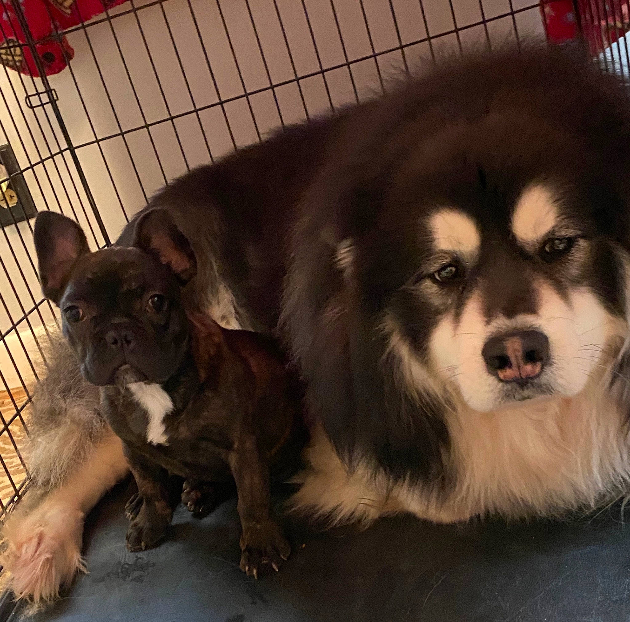 Reese is registered to the contest to win money with this photo: ancient_dog_breeds, bored, canidae, carnivore, companion_dog, dog, dog_breed, dog_supply, fur, non_sporting_group, paw, pet_supply, puppy, snout, sporting_group, terrestrial_animal, toy_dog, whiskers, working_animal, working_dog