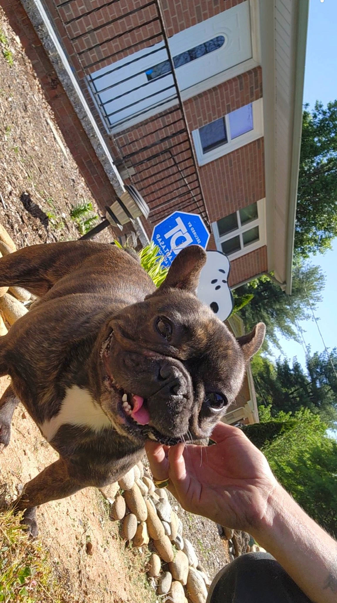 Reese joined the competition — help win amazing prizes! building, canidae, carnivore, dog, dog_breed, fawn, fur, grass, paw, plant, sky, snout, soil, sporting_group, suidae, terrestrial_animal, tree, window, wood, working_animal