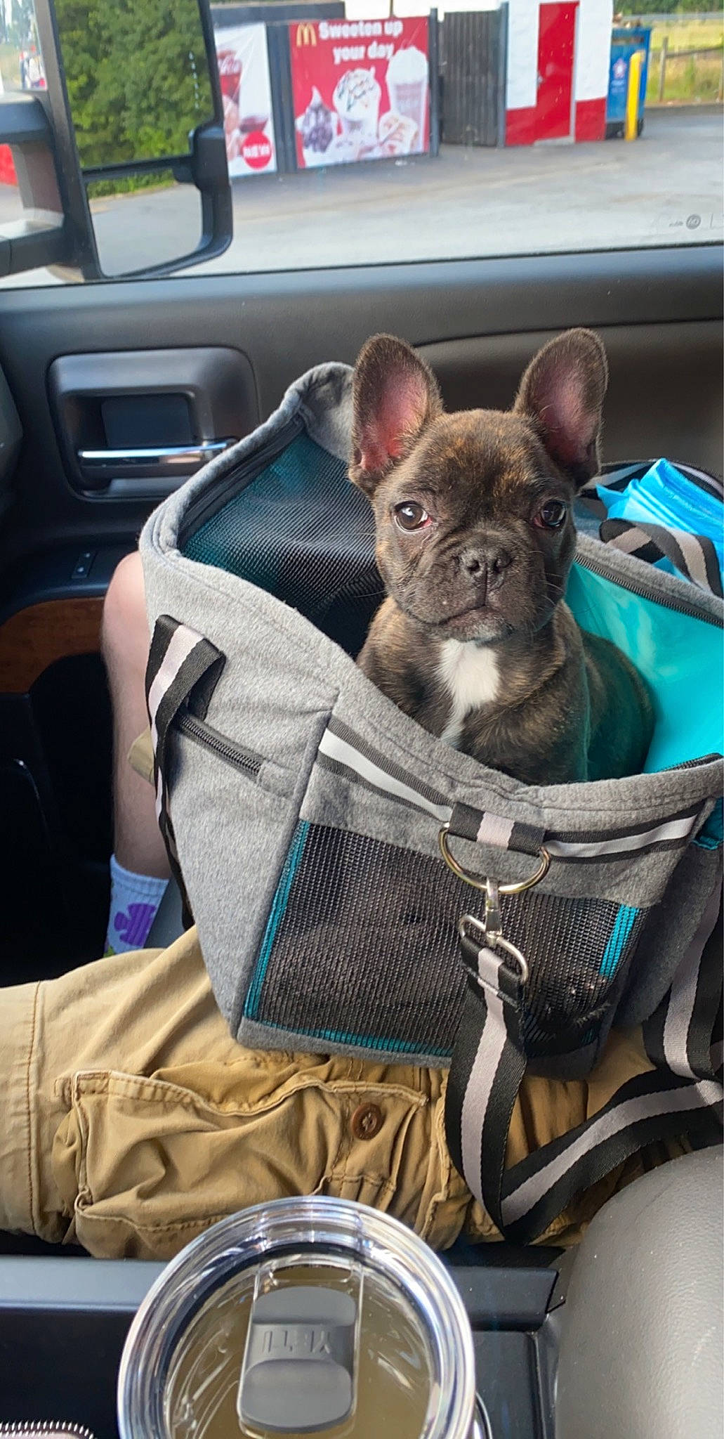 Reese joined the competition — help win amazing prizes! auto_part, bag, bicycle, bicycle_handlebar, bicycle_tire, blue, bulldog, carnivore, collar, comfort, companion_dog, dog, dog_breed, fawn, green, motor_vehicle, snout, toy_dog, whiskers, working_animal
