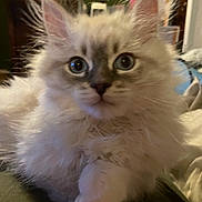 Elvis is registered to the contest to win money with this photo: cat, fluffy, pet, animal, indoor, feline, curious, cute, closeup, whiskers, ears, soft, fur, domestic, mammal, face, eyes, resting, cozy, home