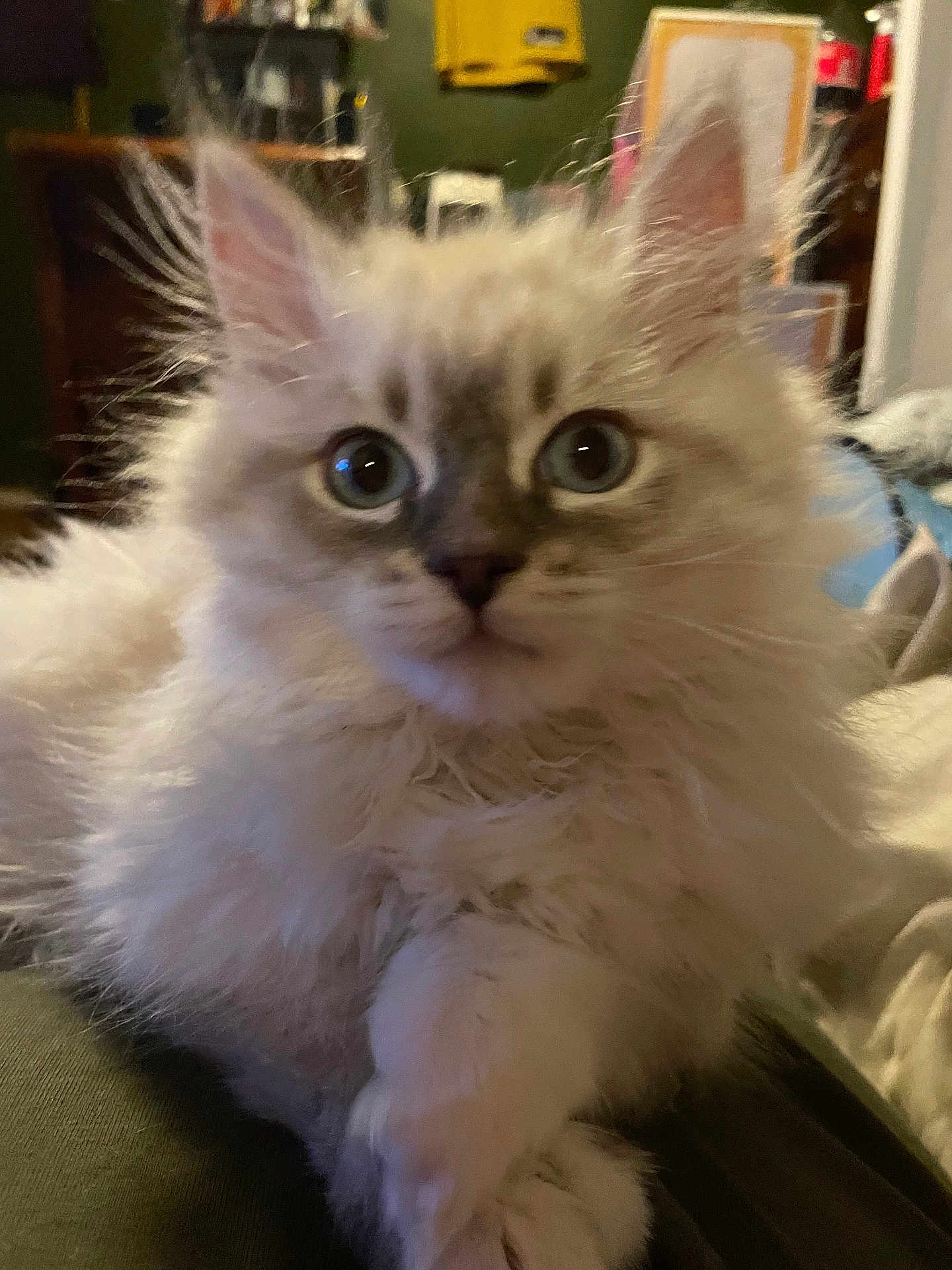 Elvis