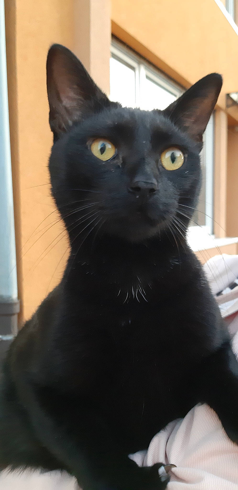 Darwin participe au concours pour gagner de l'argent avec cette photo : asian, black_cat, bombay, burmese, carnivore, cat, domestic_short_haired_cat, felidae, havana_brown, javanese, korat, mammal, oriental_shorthair, small_to_medium_sized_cats, snout, vertebrate, whiskers