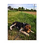 Olly a rejoint le concours — aidez-le/la à gagner de superbes lots ! basset_hound, carnivoran, dog, dog_breed, dog_breed_group, dog_like_mammal, finnish_hound, grass, hound, huntaway, hunting_dog, treeing_walker_coonhound