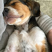 Olly a rejoint le concours — aidez-le/la à gagner de superbes lots ! carnivoran, companion_dog, dog, dog_breed, dog_breed_group, dog_like_mammal, ear, fur, nap, nose, organ, paw, puppy, puppy_love, skin, snout, whiskers