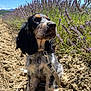 Tina participe au concours pour gagner de l'argent avec cette photo : puppy, dog, lavender, field, outdoor, nature, sky, blue_sky, sunlight, leash, fur, sitting, pet, closeup, plants, flowers, ground, rocks, summer, canine