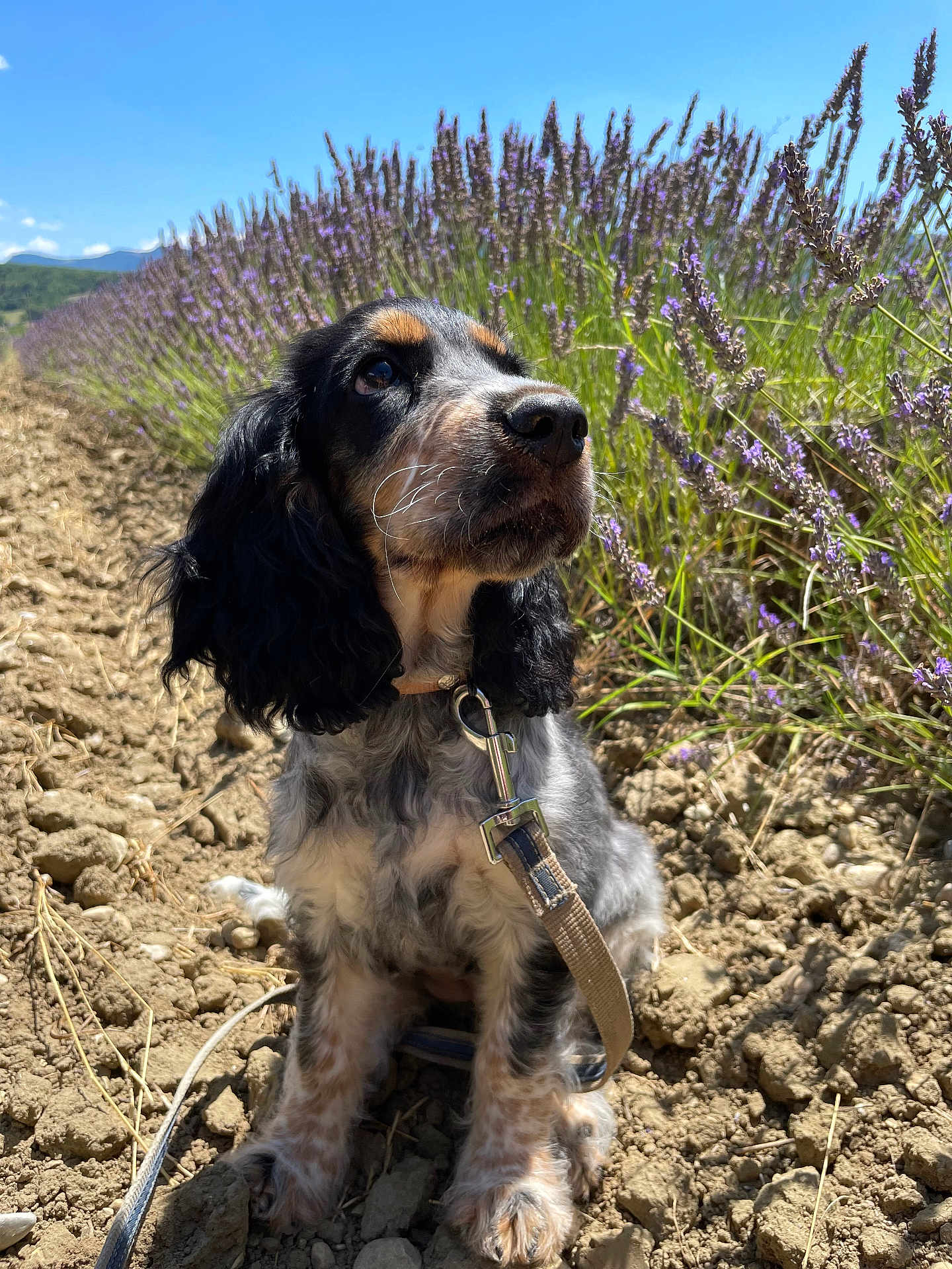 Tina participe au concours pour gagner de l'argent avec cette photo : puppy, dog, lavender, field, outdoor, nature, sky, blue_sky, sunlight, leash, fur, sitting, pet, closeup, plants, flowers, ground, rocks, summer, canine