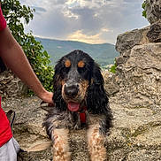 Tina participe au concours pour gagner de l'argent avec cette photo : dog, animal, pet, outdoor, stone_wall, person, leash, red_collar, cloudy_sky, mountains, nature, fur, tongue_out, cute, resting, landscape, greenery, rock, cocker_spaniel, hand