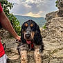 dog, animal, pet, outdoor, stone_wall, person, leash, red_collar, cloudy_sky, mountains, nature, fur, tongue_out, cute, resting, landscape, greenery, rock, cocker_spaniel, hand