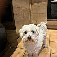 Rocky a rejoint le concours — aidez-le/la à gagner de superbes lots ! animal, canine, companion, curious, curly_fur, cute, dog, domestic_animal, floor, fur, household, indoor, kitchen, looking_at_camera, pet, small_dog, stainless_oven, tile_floor, white_dog, wooden_cabinets