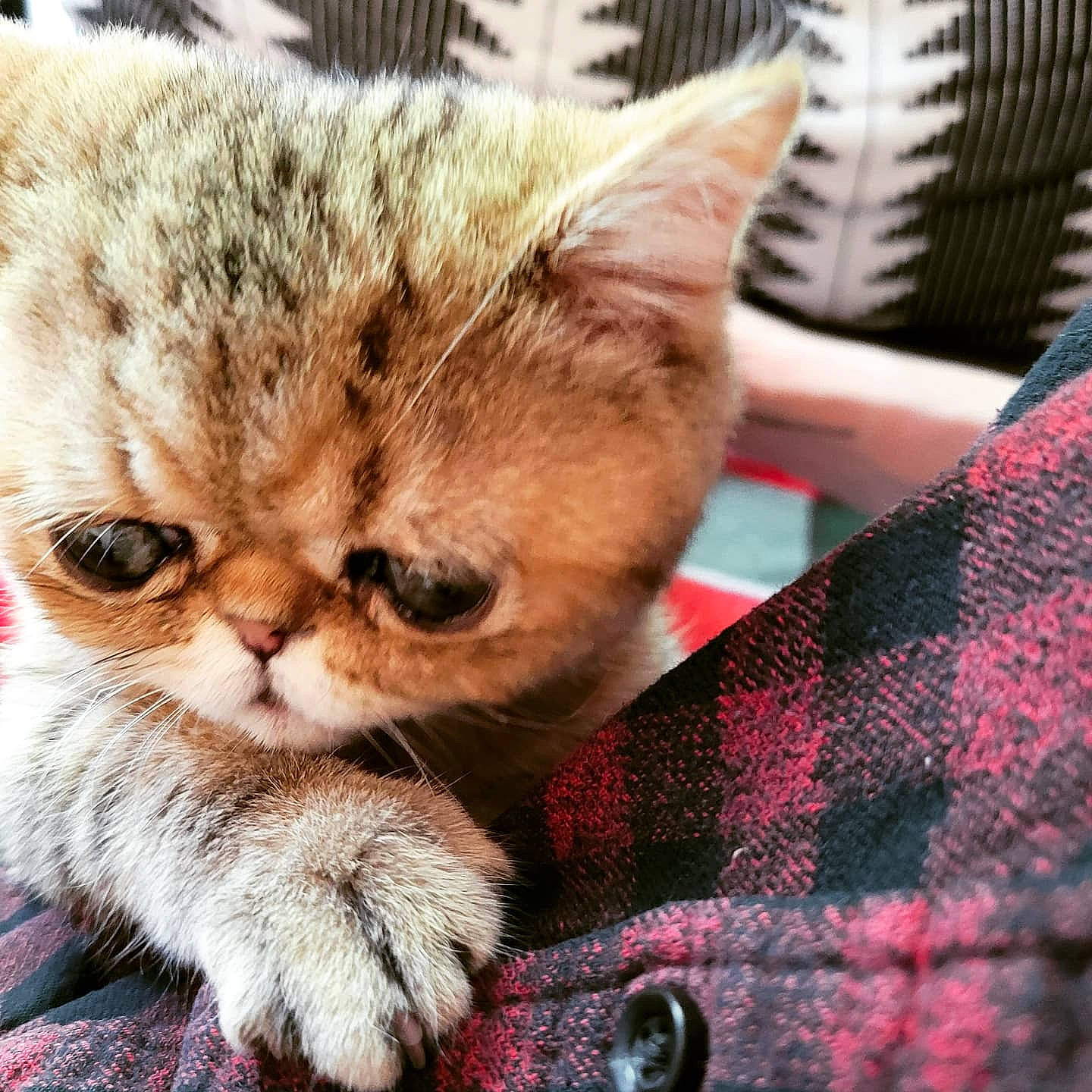 Hammy is registered to the contest to win money with this photo: carnivore, cat, claw, comfort, domestic_short_haired_cat, fawn, felidae, fur, linens, nap, pattern, paw, photo_caption, plaid, sitting, small_to_medium_sized_cats, snout, tartan, whiskers, woven_fabric