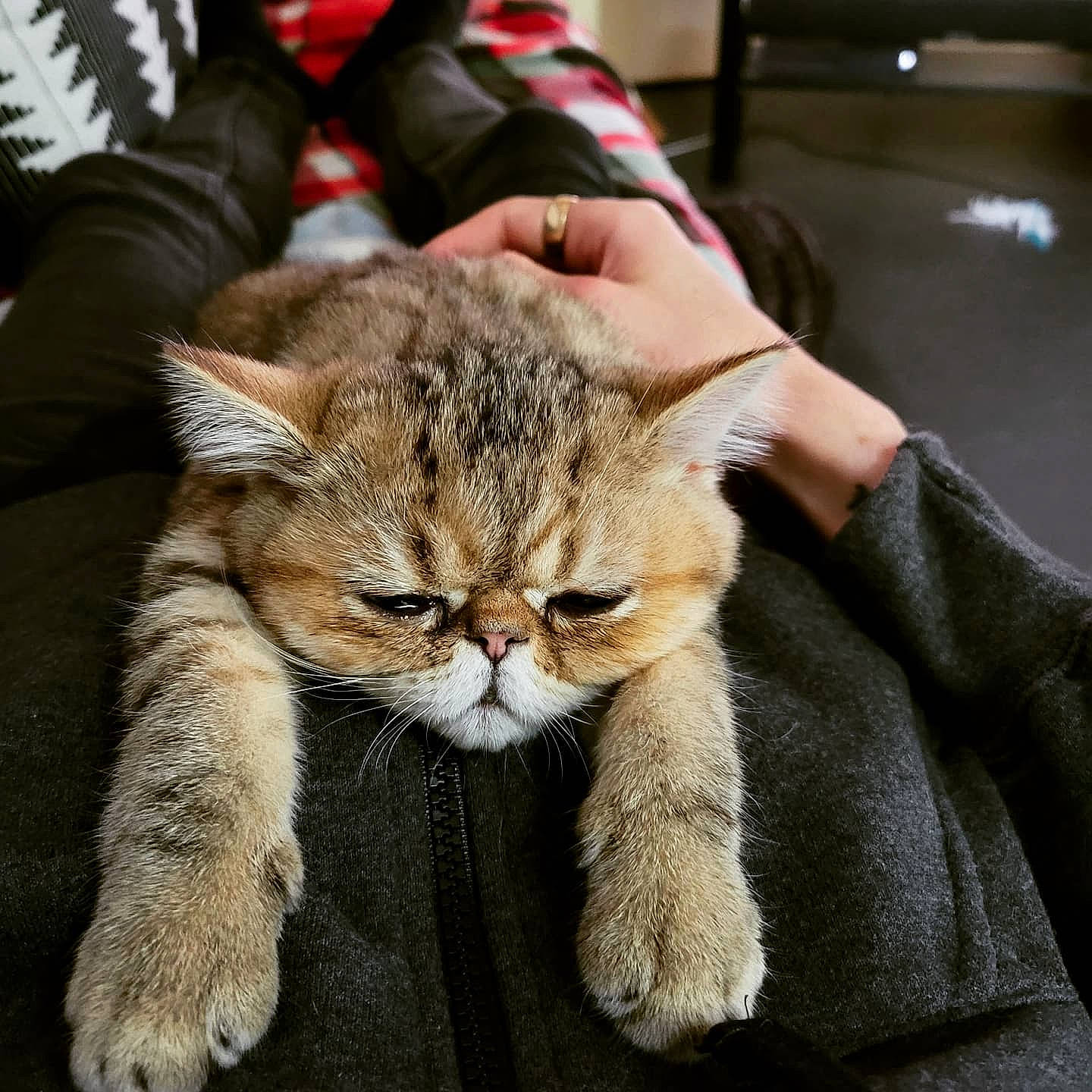 Hammy joined the competition — help win amazing prizes! carnivore, cat, claw, comfort, domestic_short_haired_cat, fawn, felidae, fur, gesture, paw, small_to_medium_sized_cats, snout, tail, whiskers