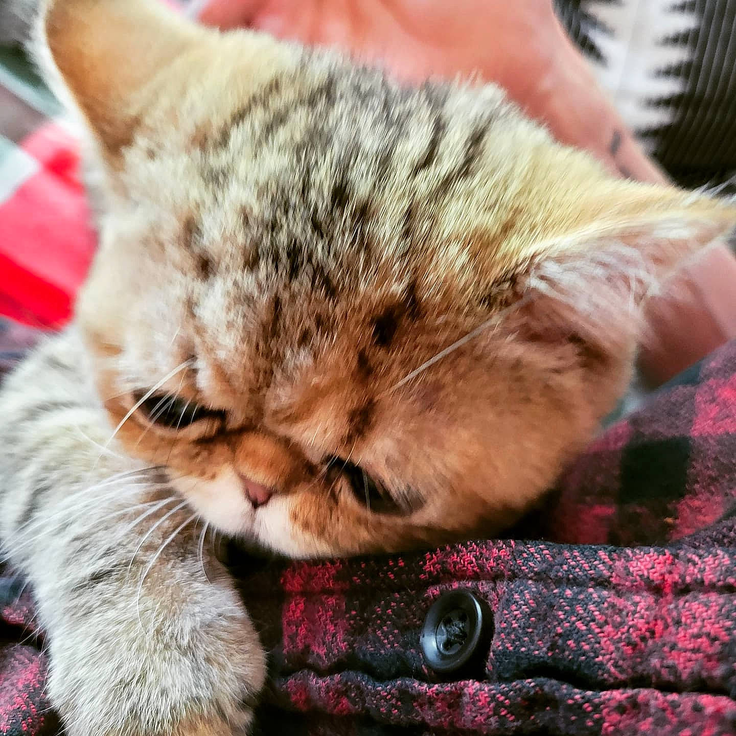 Hammy joined the competition — help win amazing prizes! carnivore, cat, claw, comfort, domestic_short_haired_cat, felidae, fur, nap, pattern, paw, sleep, small_to_medium_sized_cats, tail, whiskers