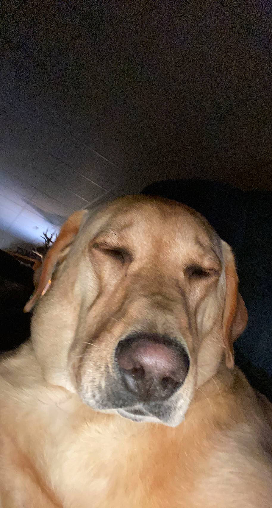 Jovi is registered to the contest to win money with this photo: canidae, carnivore, companion_dog, dog, dog_breed, fang, fawn, fur, guard_dog, labrador_retriever, non_sporting_group, sporting_group, terrestrial_animal, whiskers, working_animal, working_dog, wrinkle