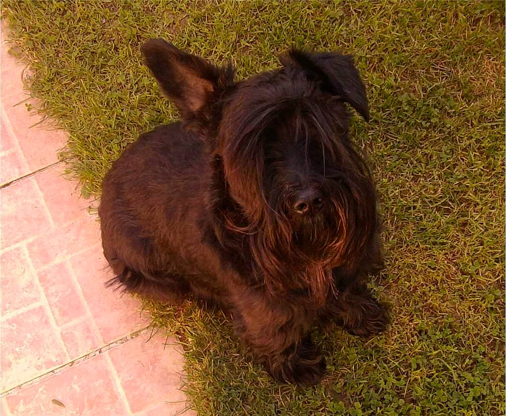 Achaps participe au concours pour gagner de l'argent avec cette photo : canidae, carnivore, companion_dog, dog, dog_breed, fawn, flooring, fur, grass, liver, natural_material, road_surface, snout, sporting_group, tail, terrestrial_animal, wood, working_animal