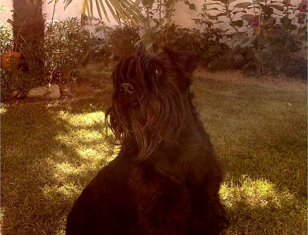 Achaps a rejoint le concours — aidez-le/la à gagner de superbes lots ! art, canidae, carnivore, companion_dog, dog, dog_breed, fawn, grass, grassland, landscape, liver, plant, rectangle, snout, sporting_group, tints_and_shades, tree, trunk, wood, working_animal