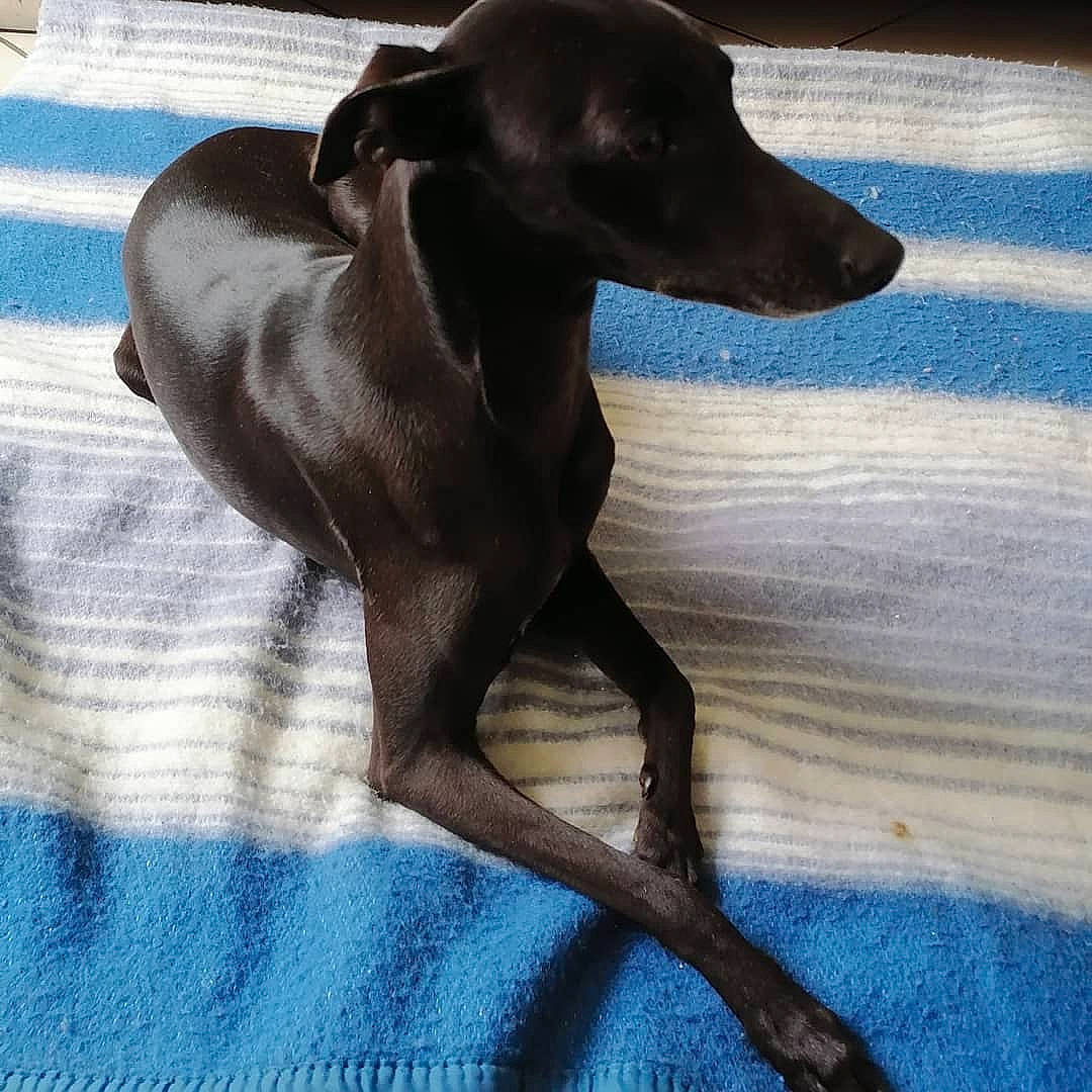 Nollen a rejoint le concours — aidez-le/la à gagner de superbes lots ! borador, canidae, carnivore, companion_dog, dog, dog_breed, dog_collar, electric_blue, hunting_dog, liver, metal, pet_supply, sporting_group, terrestrial_animal, toy_dog, wood, working_animal