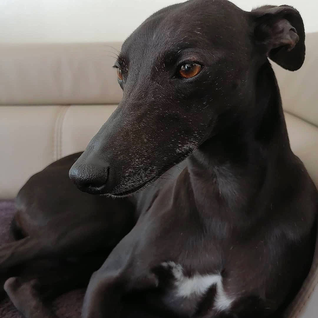 Nollen a rejoint le concours — aidez-le/la à gagner de superbes lots ! art, canidae, carnivore, companion_dog, dog, dog_breed, metal, rampur_greyhound, sighthound, sporting_group, terrestrial_animal, whiskers, working_animal