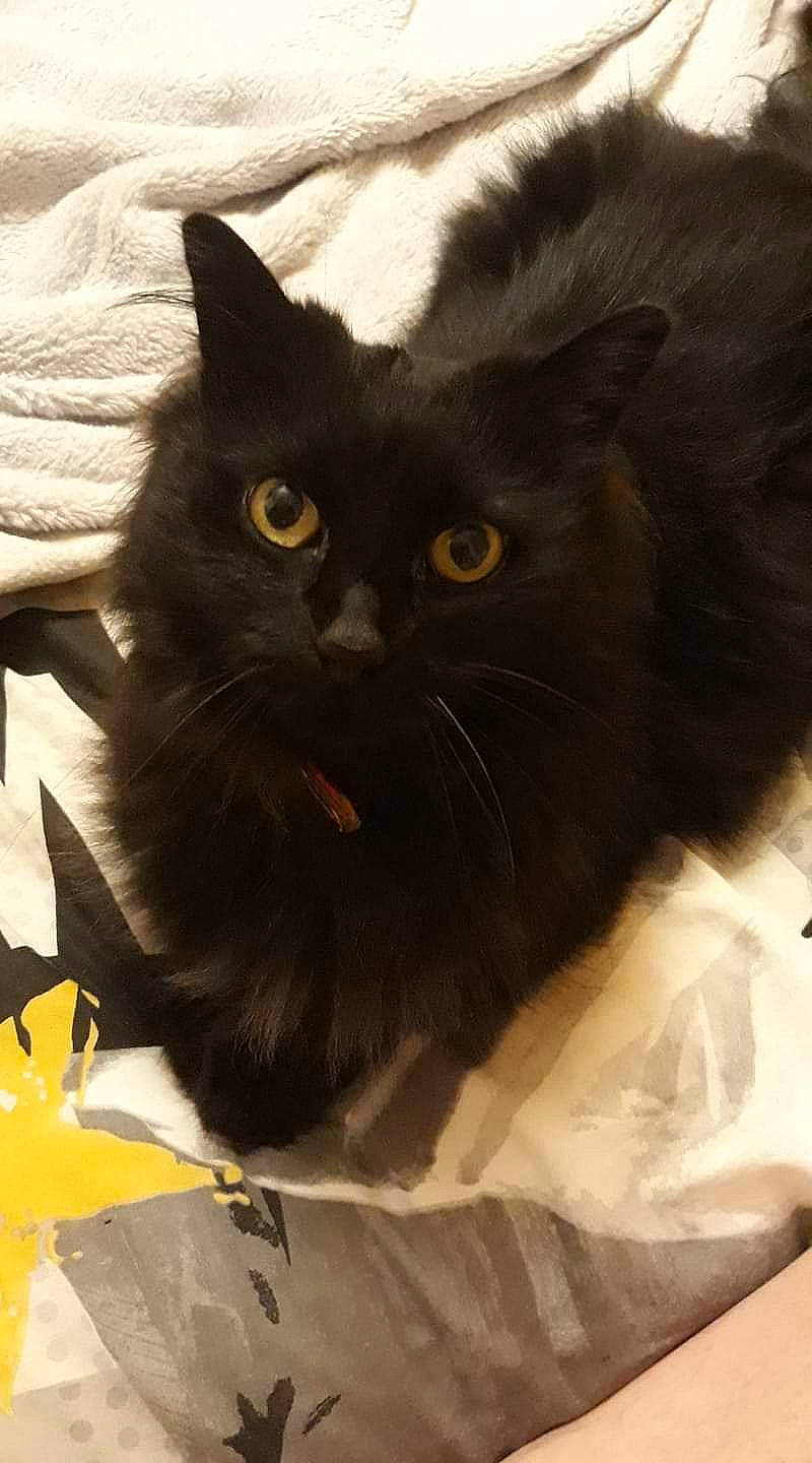 Charly participe au concours pour gagner de l'argent avec cette photo : bag, black_cat, box, carnivore, cat, claw, comfort, domestic_short_haired_cat, felidae, fur, grey, packaging_and_labeling, paper_product, small_to_medium_sized_cats, snout, tail, terrestrial_animal, whiskers, yellow