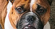 Deeohgee joined the competition — help win amazing prizes! animal, brown, bulldog, carpet, close_up, cute, dog, domestic_animal, ears, eyes, face, fur, lying_down, mammal, nose, pet, portrait, tongue, white, wrinkles