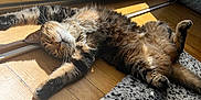 Nox participe au concours pour gagner de l'argent avec cette photo : cat, cozy, daylight, door, feline, fur, home, indoor, paws, pet, relaxed, resting, rug, sleeping, stretching, sunlight, tabby, whiskers, window, wooden_floor