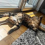 cat, cozy, daylight, door, feline, fur, home, indoor, paws, pet, relaxed, resting, rug, sleeping, stretching, sunlight, tabby, whiskers, window, wooden_floor