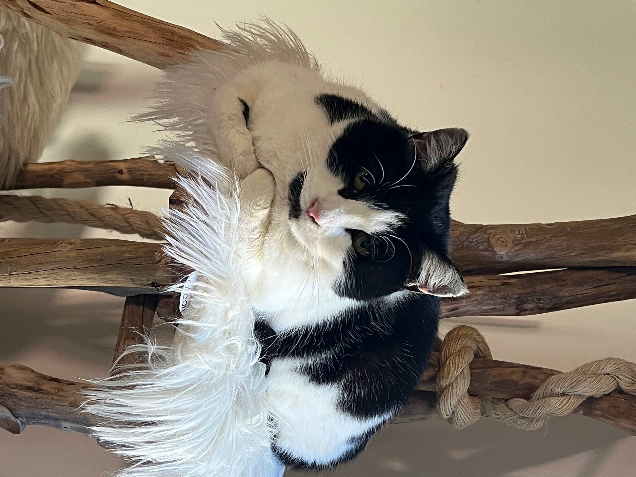 Felicie a rejoint le concours — aidez-le/la à gagner de superbes lots ! carnivore, cat, claw, comfort, domestic_short_haired_cat, feather, felidae, foot, fur, natural_material, paw, small_to_medium_sized_cats, snout, tail, whiskers, wood