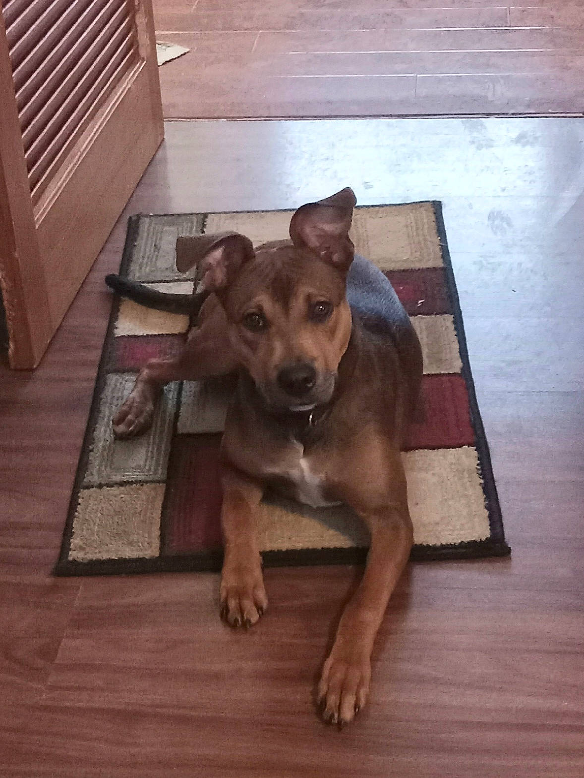 Ariel is registered to the contest to win money with this photo: brown, carnivore, companion_dog, dog, dog_breed, dog_clothes, fawn, floor, flooring, hardwood, liver, mammal, rectangle, snout, toy_dog, whiskers, wood, wood_flooring, wood_stain, working_animal