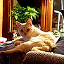 cat, cream_colored, lounging, cushion, blanket, plant, indoor, furniture, wooden, cozy, pet, relaxed, domestic, home, animal, cute, feline, resting, soft, comfort