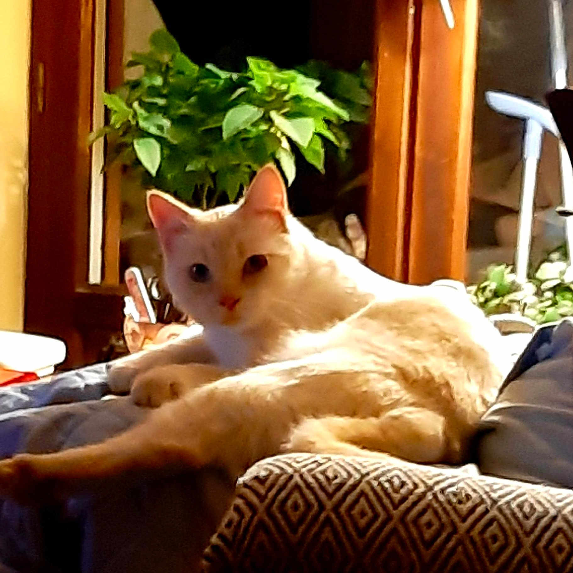 Vanille a rejoint le concours — aidez-le/la à gagner de superbes lots ! animal, blanket, cat, comfort, cozy, cream_colored, cushion, cute, domestic, feline, furniture, home, indoor, lounging, pet, plant, relaxed, resting, soft, wooden