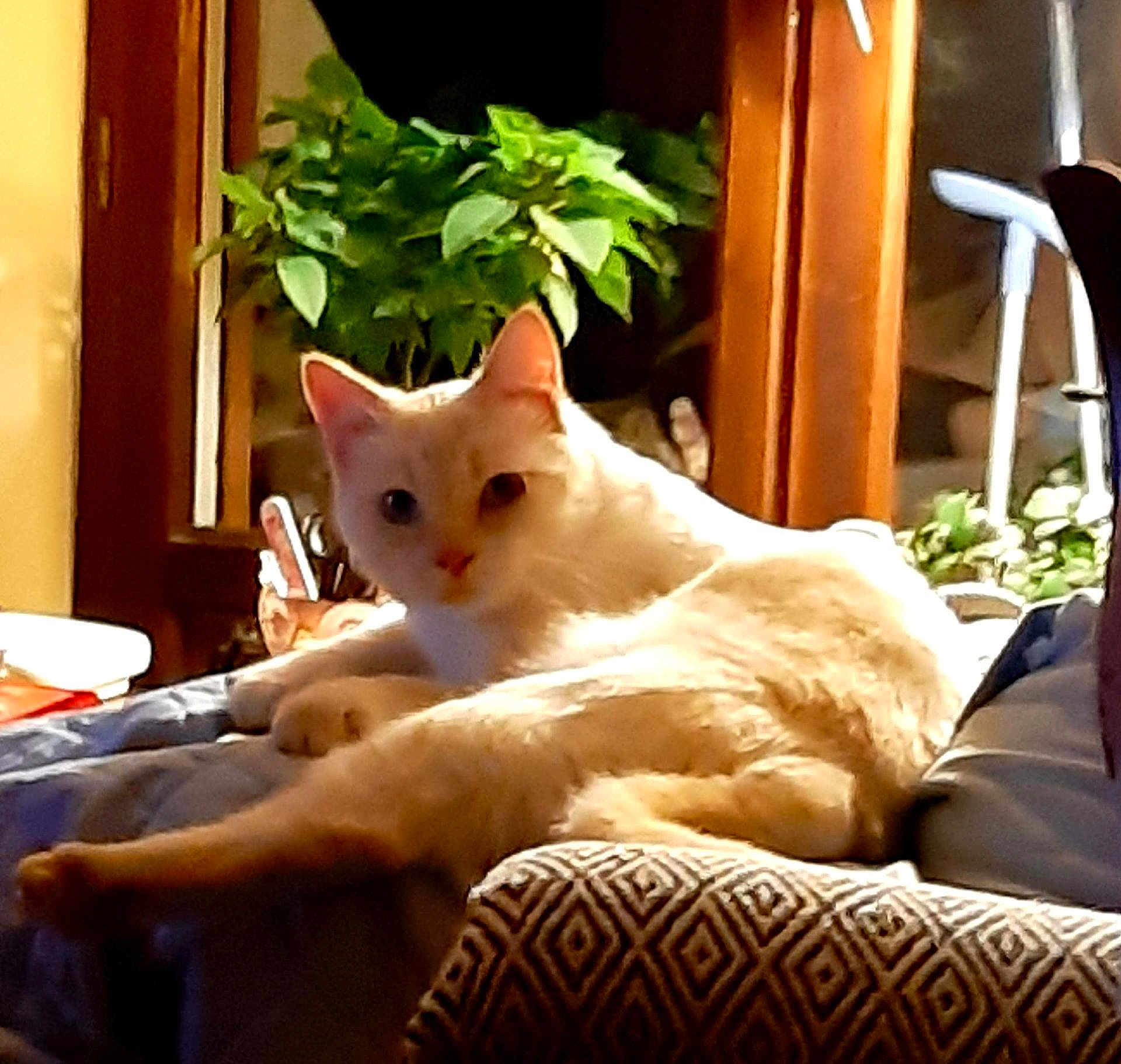 Vanille a rejoint le concours — aidez-le/la à gagner de superbes lots ! cat, cream_colored, lounging, cushion, blanket, plant, indoor, furniture, wooden, cozy, pet, relaxed, domestic, home, animal, cute, feline, resting, soft, comfort