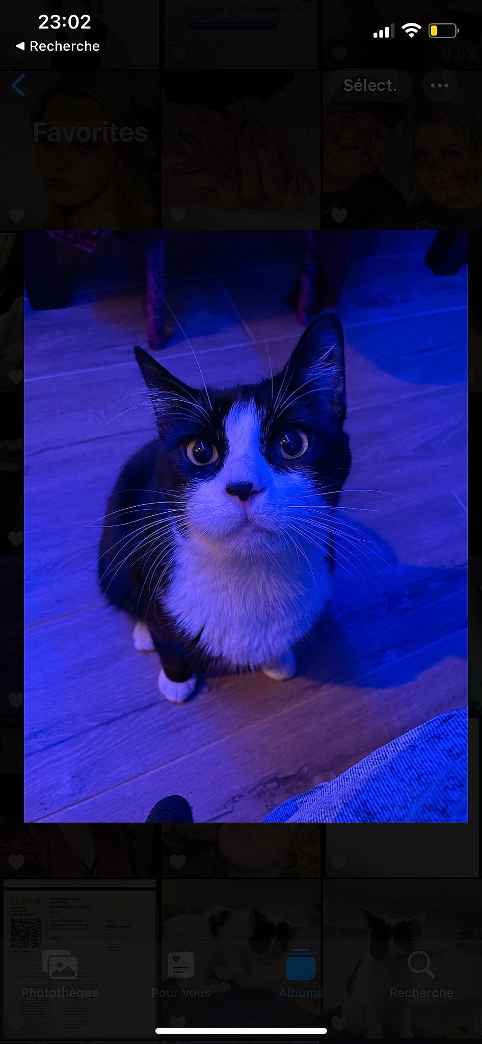 Felix participe au concours pour gagner de l'argent avec cette photo : carnivore, cat, computer_monitor, display_device, domestic_short_haired_cat, electric_blue, electronic_device, felidae, flat_panel_display, fur, magenta, purple, rectangle, sky, small_to_medium_sized_cats, tail, television, television_set, violet, whiskers