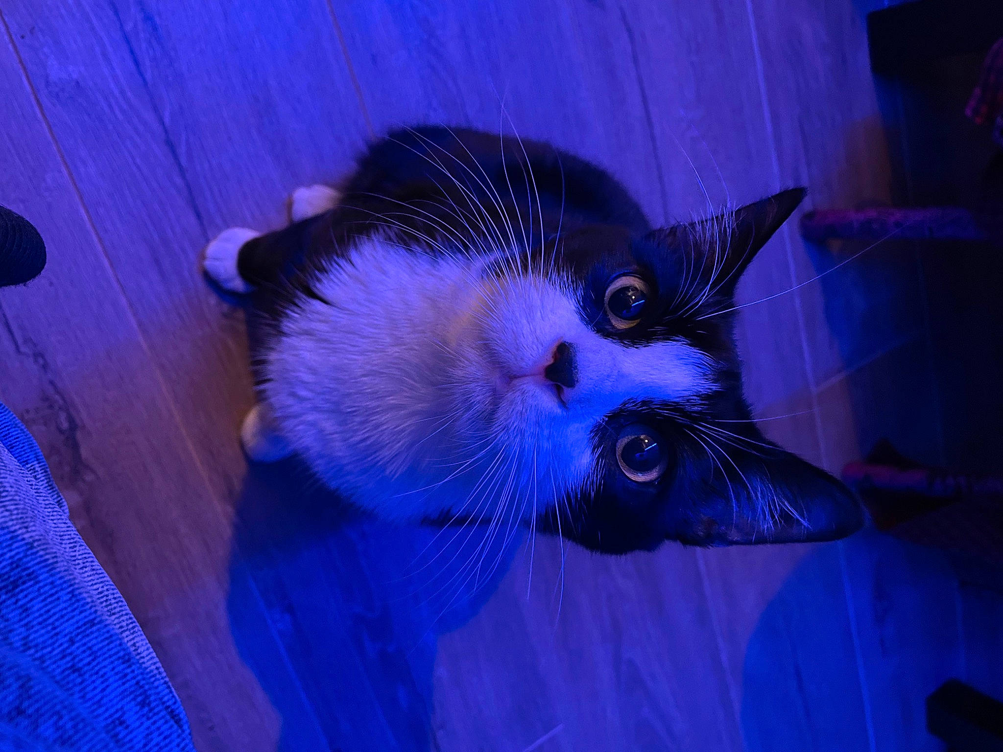 Felix participe au concours pour gagner de l'argent avec cette photo : blue, carnivore, cat, cat_supply, domestic_short_haired_cat, electric_blue, fawn, felidae, flooring, fur, pet_supply, plant, purple, small_to_medium_sized_cats, snout, tail, violet, water, whiskers, wood