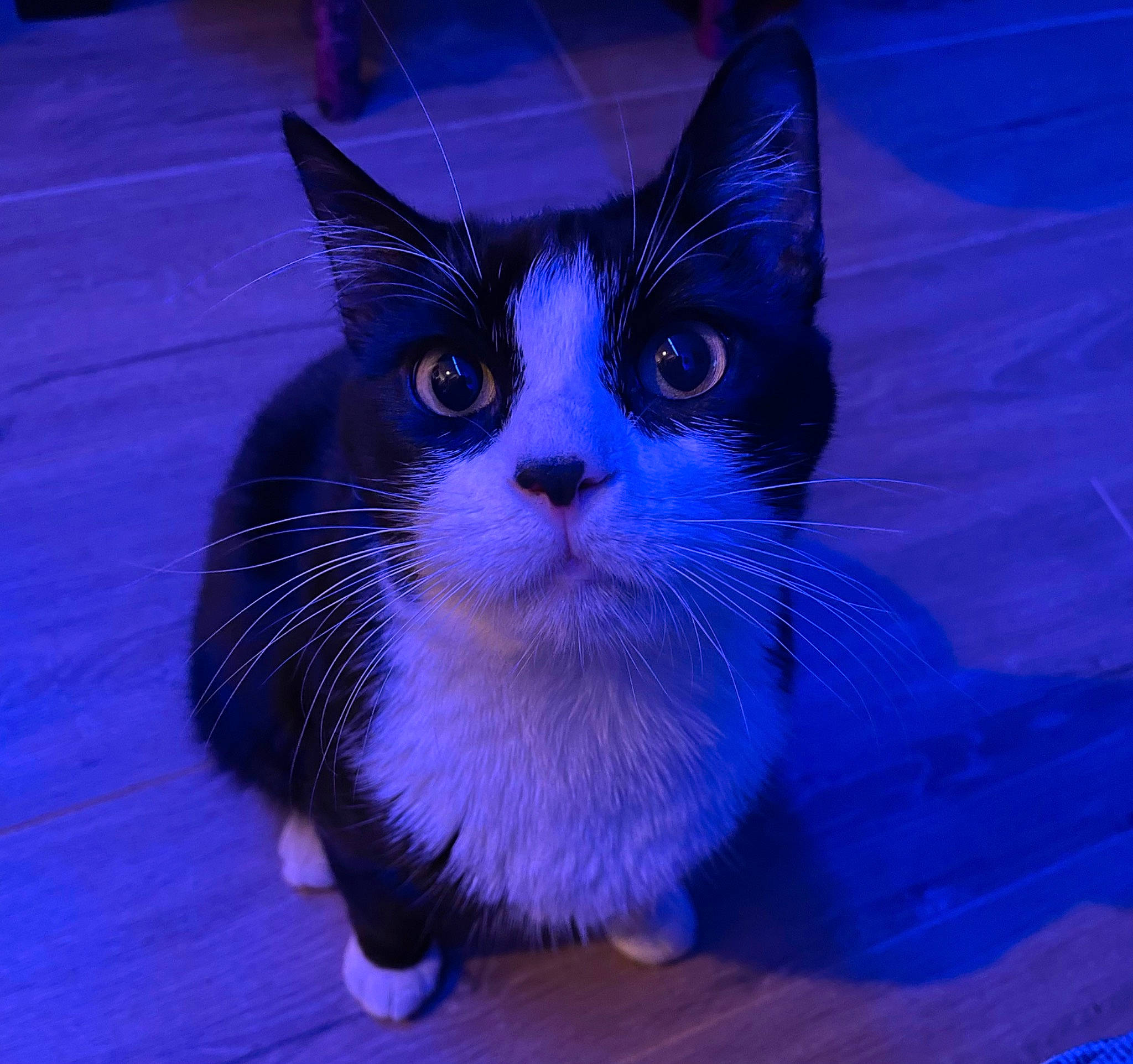 Felix participe au concours pour gagner de l'argent avec cette photo : blue, carnivore, cat, claw, domestic_short_haired_cat, electric_blue, felidae, fur, iris, paw, purple, small_to_medium_sized_cats, snout, tail, terrestrial_animal, whiskers