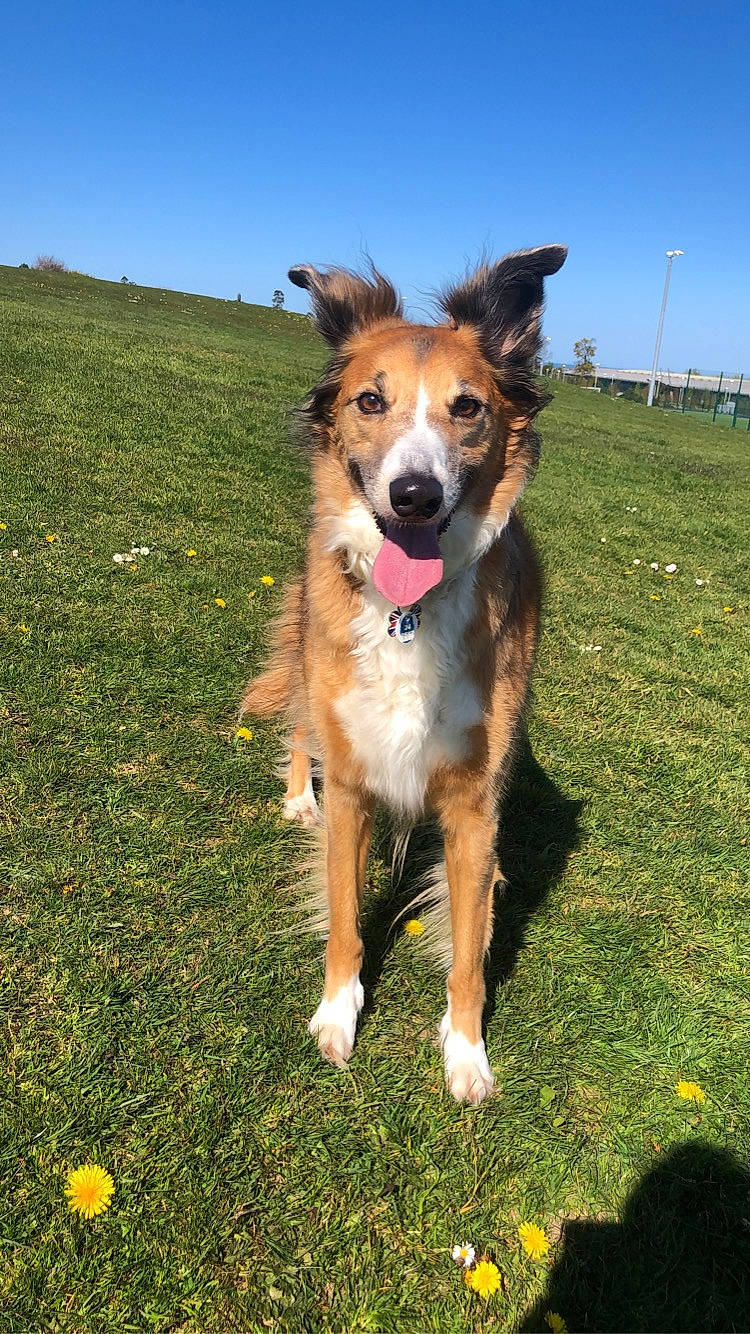 Bella joined the competition — help win amazing prizes! canidae, carnivore, collar, companion_dog, dog, dog_breed, flower, grass, grassland, herbaceous_plant, herding_dog, landscape, people_in_nature, plant, recreation, sky, sporting_group, working_dog