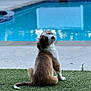 Bailey joined the competition — help win amazing prizes! puppy, dog, grass, pool, outdoor, pet, cute, brown, white, fur, back_view, water, summer, animal, young, playful, nature, garden, domestic_animal, sitting
