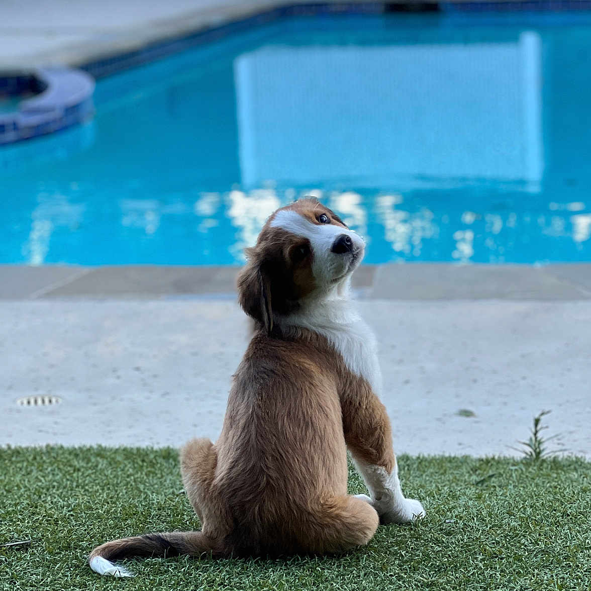 Bailey joined the competition — help win amazing prizes! animal, back_view, brown, cute, dog, domestic_animal, fur, garden, grass, nature, outdoor, pet, playful, pool, puppy, sitting, summer, water, white, young
