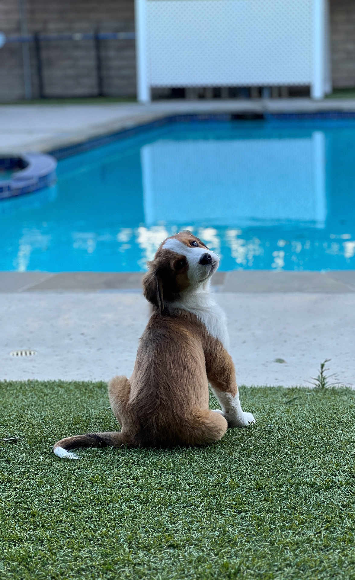 Bailey joined the competition — help win amazing prizes! puppy, dog, grass, pool, outdoor, pet, cute, brown, white, fur, back_view, water, summer, animal, young, playful, nature, garden, domestic_animal, sitting