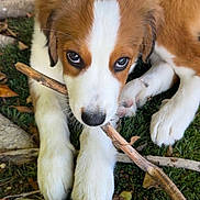 Bailey is registered to the contest to win money with this photo: puppy, dog, brown, white, fur, grass, stick, chewing, cute, pet, animal, outdoor, nature, leaf, paw, closeup, adorable, young, playful, relaxed