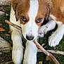 puppy, dog, brown, white, fur, grass, stick, chewing, cute, pet, animal, outdoor, nature, leaf, paw, closeup, adorable, young, playful, relaxed
