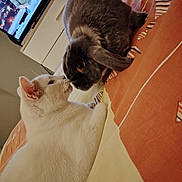 Flash a rejoint le concours — aidez-le/la à gagner de superbes lots ! animal, architecture, cat, computer, computerhardware, computerkeyboard, couch, electronics, entertainmentcenter, furniture, hardware, head, laptop, monitor, pc, person, pet, screen, tv, wood