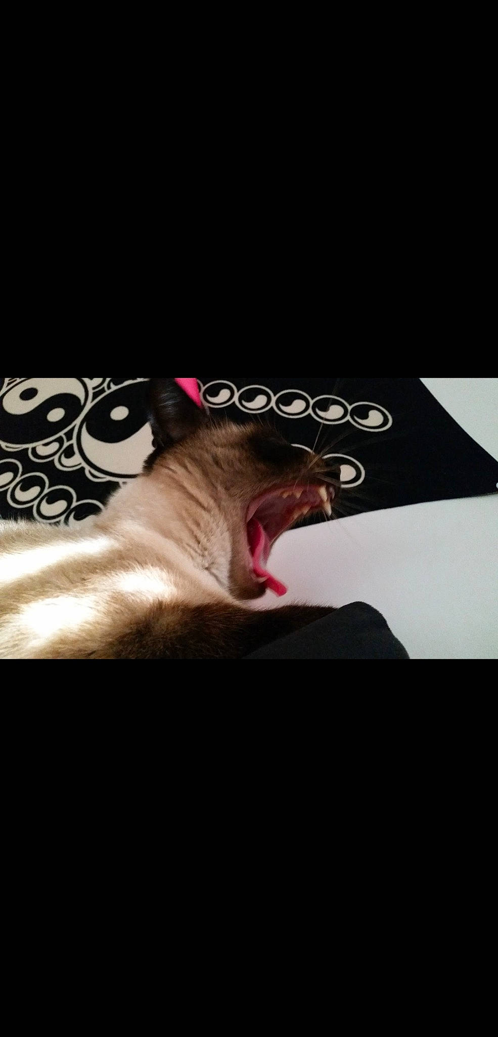 Ghana a rejoint le concours — aidez-le/la à gagner de superbes lots ! canidae, carnivore, facial_expression, flesh, guard_dog, mouth, non_sporting_group, photo_caption, roar, snout, sporting_group, weimaraner, yawn