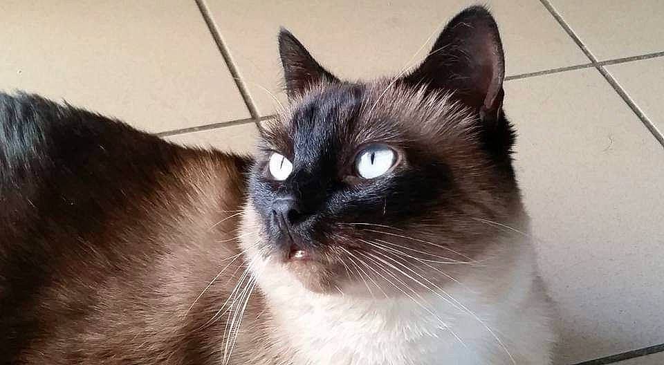 Ghana a rejoint le concours — aidez-le/la à gagner de superbes lots ! asian, balinese, black_cat, burmese, carnivore, cat, domestic_short_haired_cat, eye, felidae, himalayan, mammal, ojos_azules, siamese, small_to_medium_sized_cats, snout, snowshoe, thai, tonkinese, vertebrate, whiskers