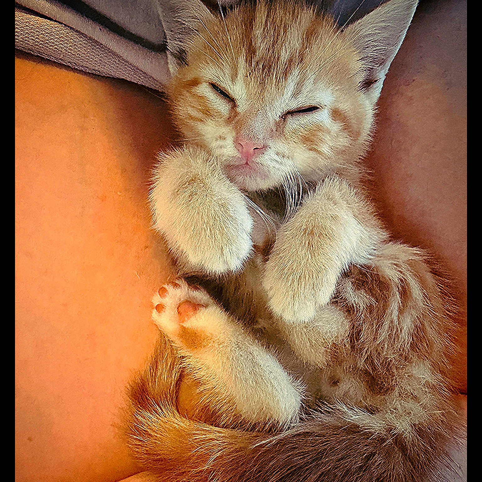 Keanu joined the competition — help win amazing prizes! kitten, cat, sleeping, orange_tabby, furry, paw, tail, closeup, cute, pet, animal, resting, cozy, lap, soft, whiskers, feline, adorable, relaxed, domestic_cat