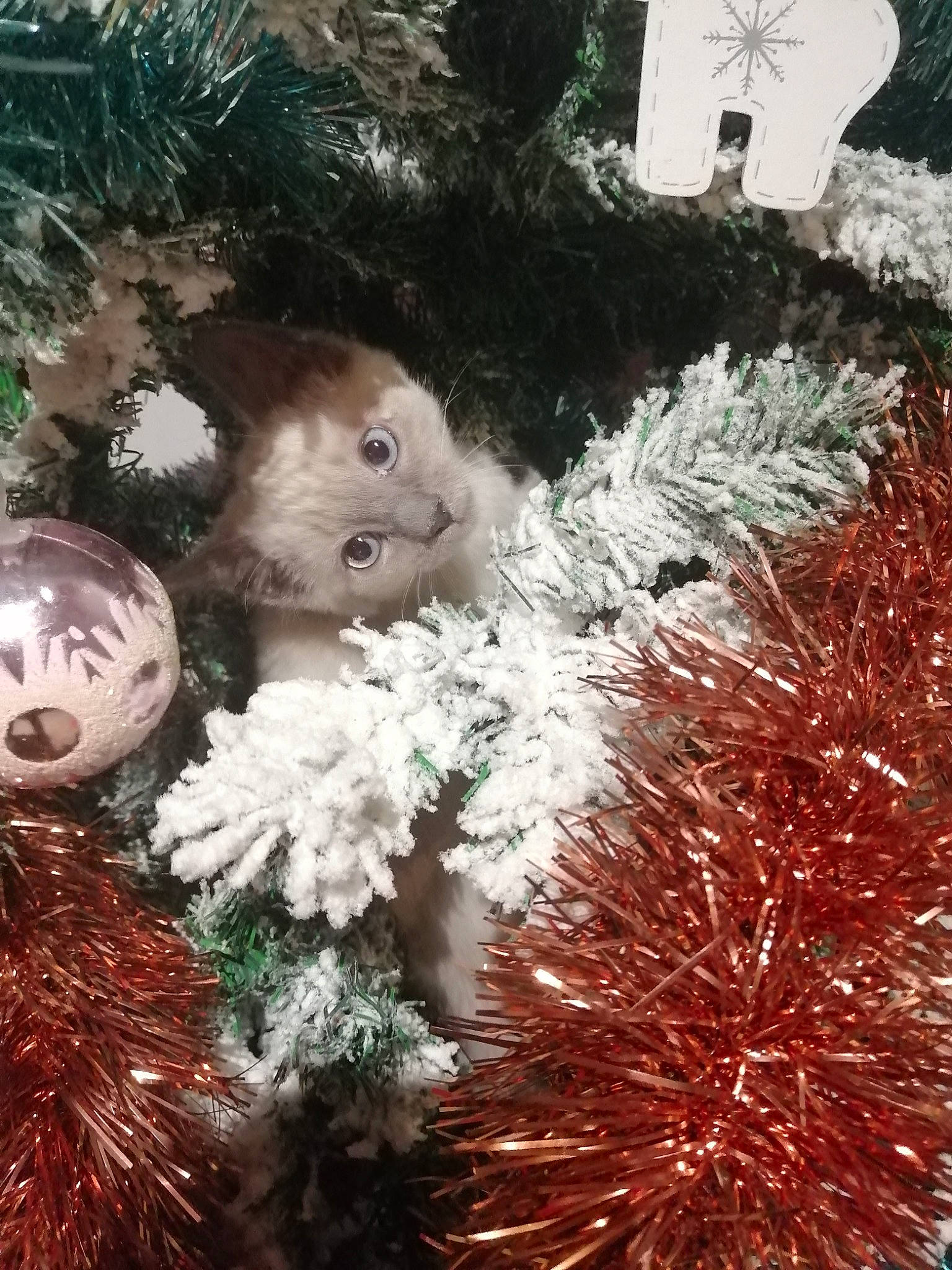 Shanty a rejoint le concours — aidez-le/la à gagner de superbes lots ! cat, christmas, christmas_decoration, christmas_ornament, christmas_tree, event, evergreen, fawn, grass, holiday_ornament, leaf, light, nature, organism, ornament, plant, toy, tree, twig, woody_plant