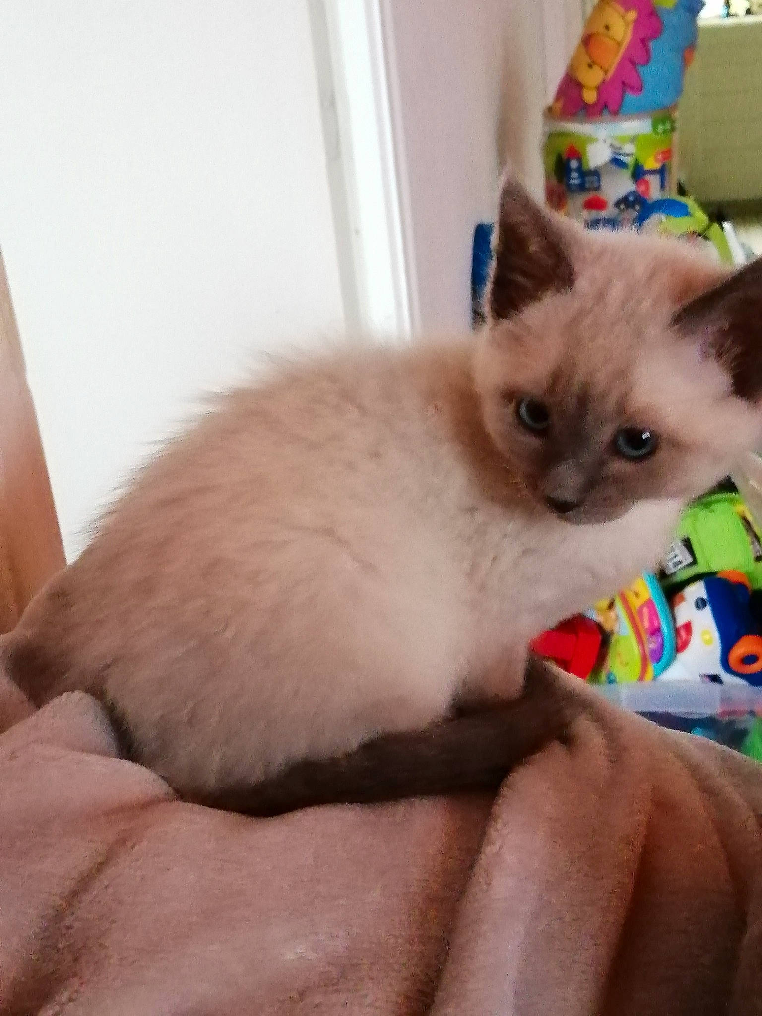 Shanty a rejoint le concours — aidez-le/la à gagner de superbes lots ! balinese, carnivore, cat, cat_supply, claw, comfort, domestic_short_haired_cat, fawn, felidae, fur, iris, paw, pet_supply, siamese, small_to_medium_sized_cats, snout, tail, thai, tonkinese, whiskers